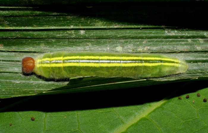Fig. 4 Larva <i>Perichares geonomaphaga</i></i> último estadío vista dorsal.  Voucher: 06-SRNP-34133-DHJ425292.jpg