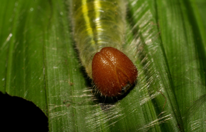 Fig.5  Larva <i>Perichares geonomaphaga</i></i> último estadío cabeza frontal.   Voucher: 07-SRNP-32261-DHJ421331.jpg