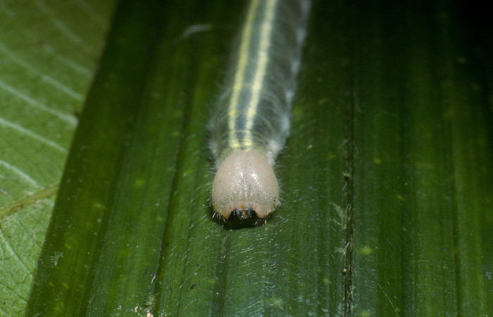 Fig.6  Larva <i>Perichares prestoeaphaga</i></i> último estadío cabeza frontal.  Voucher: 04-SRNP-33950-DHJ86608.jpg 