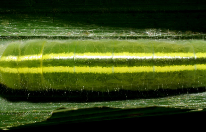 Fig.7  Larva <i>Perichares geonomaphaga</i></i> mostrando líneas de parte dorsal.  Voucher: 06-SRNP-34133-DHJ425293.jpg