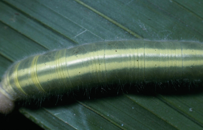 Fig.8  Larva <i>Perichares prestoeaphaga</i></i> último estadío líneas dorsales.  Voucher: 04-SRNP-1930-DHJ84063.jpg