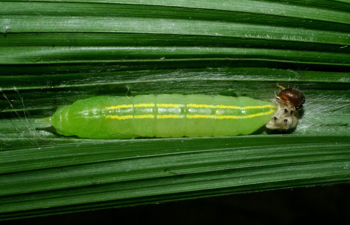 Fig.9  Pupa <i>Perichares geonomaphaga</i></i> mostrando la parte dorsal líneas dorsales.  Voucher: 09-SRNP-31945-DHJ455218.jpg