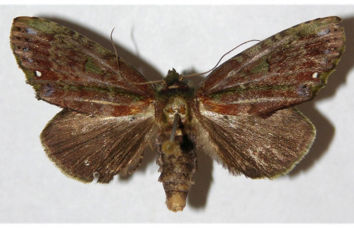 Fig.  10. Adulto <i>Dottia viridifusca</i></i>, vista dorsal (hembra), en alas abiertas mide 36 mm. Voucher 00-SRNP-11748-DHJ310934.