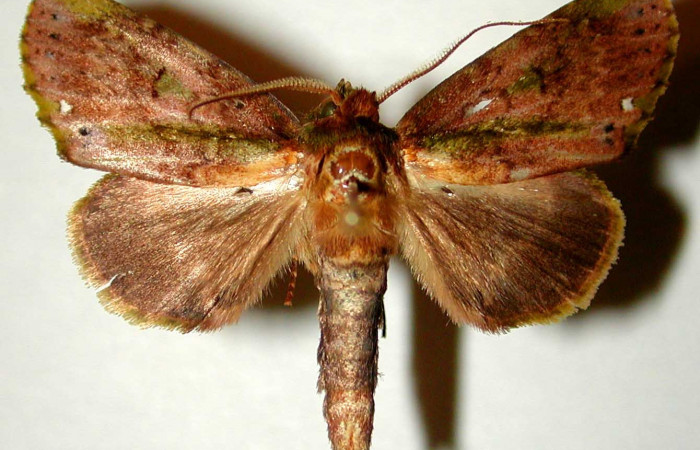 Fig. 7 Larva <i>Dottia viridifusca</i></i>, lateral cola, último estadio, el tamaño es de 41mm. Sector San Cristóbal. Voucher 03-SRNP-7537-DHJ74860.jpg