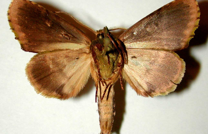 Fig. 9. Adulto <i>Dottia viridifusca</i></i>, vista ventral (macho), en alas abiertas mide 30 mm. Voucher 00-SRNP-12161-DHJ32773.