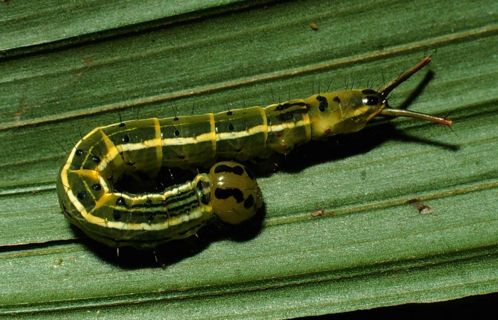 Fig. 1 Larva <i>Dottia viridifusca</i></i> dorsal entero, ultimo estadio. Tamaño 32 mm, Sector San Cristobal. Voucher 00-SRNP-12406-DHJ55352.jpg