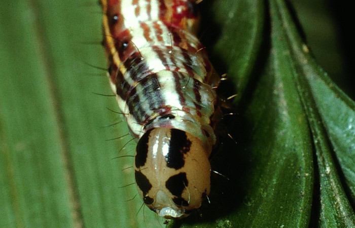 Fig. 6 Larva <i>Dottia viridifusca</i></i>, mostrando cara ultimo estadio, el tamaño es de 41mm. Sector San Cristobal
Voucher 03-SRNP-7537-DHJ74847.jpg