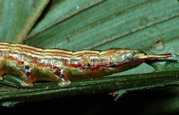 Fig. 7 Larva <i>Dottia viridifusca</i></i>, lateral cola, último estadio, el tamaño es de 41mm. Sector San Cristóbal. Voucher 03-SRNP-7537-DHJ74860.jpg