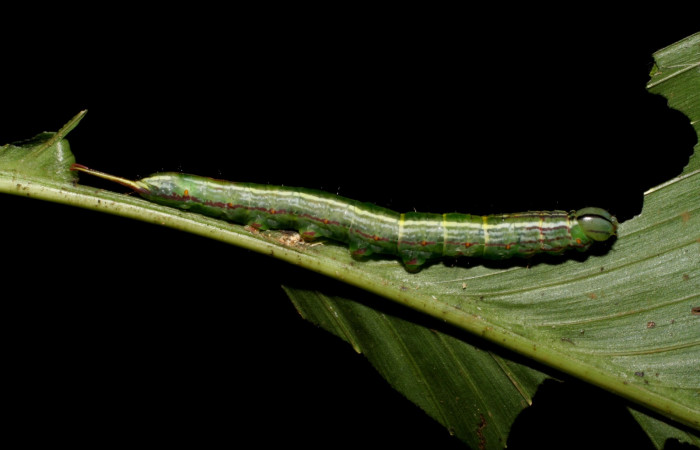 Fig. 5 Larva <i>Dottia viridifusca</i></i>, lateral entero, último estadio, tamaño es de 46 mm Sector Del Oro.
Voucher 06-SRNP-21006-DHJ411778.jpg