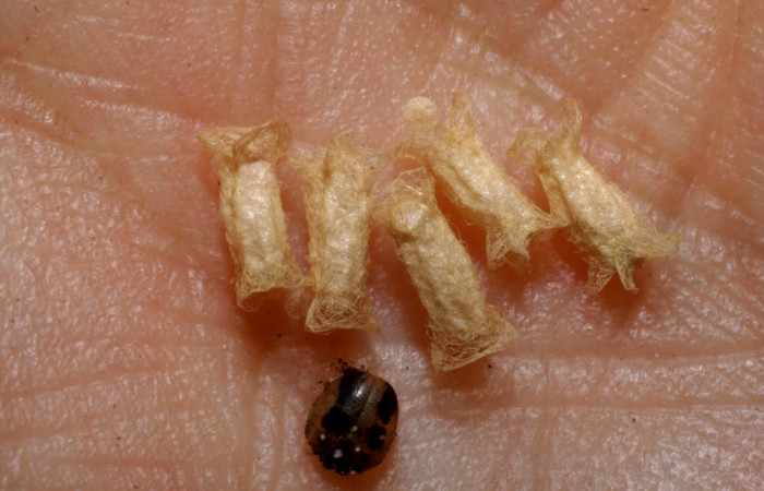 Fig. 13. Capullos de parásito Cotesia Whitfield48,de la familia (Braconidae), parásito en larva <i>Dottia viridifusca</i></i>. Junto a los capullos restos de cabeza de la larva. Voucher 07-SRNP-31420-DHJ448477.jpg.