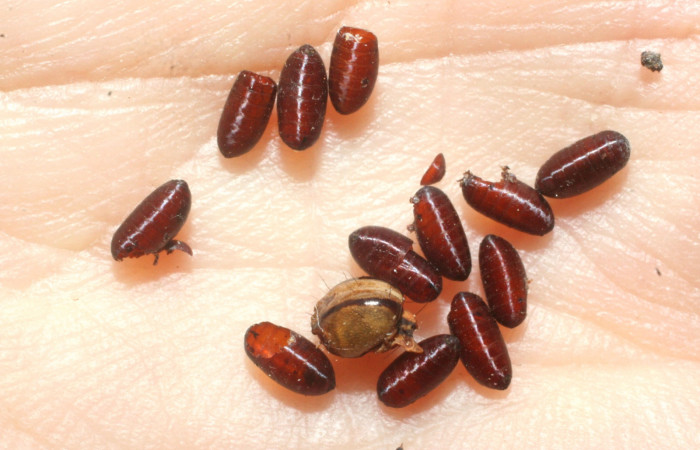 Fig. 14. Puparios de parásito Ceromya Janzen05 de la familia (Tachinidae), orden de Diptera, parásito de la larva <i>Dottia viridifusca</i></i>. Voucher 08-SRNP-65068-DHJ462657.jpg.