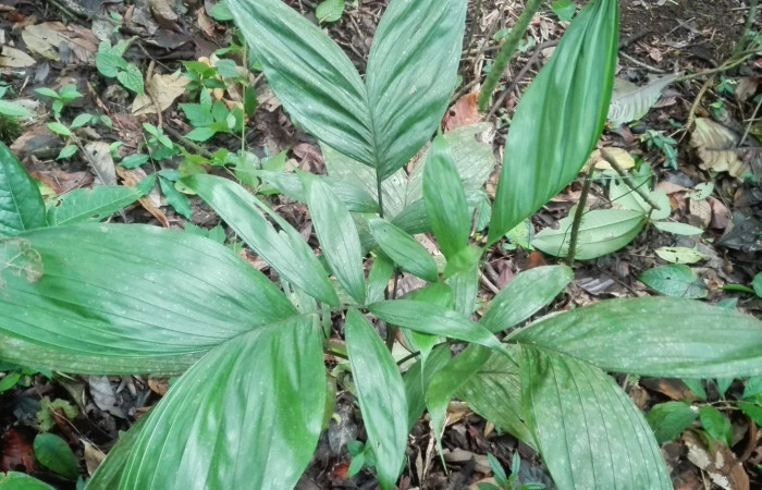 Fig. 3 Chamaedorea tepejilote: Planta hospedera de larva <i>Dottia viridifusca</i></i> Familia (Notodontidae), se localiza en Estación Llanura tiene un metro y medio aproximado de altura. Foto, Cirilo Umaña  Dominguez, 07/01/2020.
