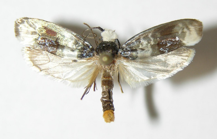 Figura 10. Dorsal de <i>Ethmia scythropa</i></i> (Depressariidae).  (02-SRNP-16119-DHJ338830).