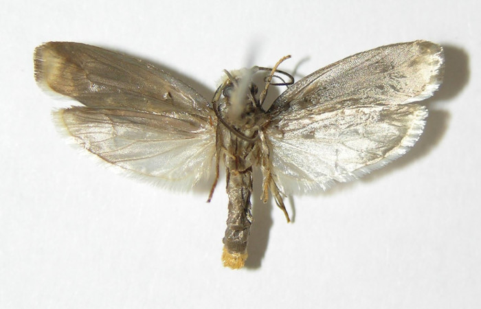 Figura 11. Ventral de <i>Ethmia scythropa</i></i>  (Depressariidae).  (02-SRNP-16119-DHJ338831).