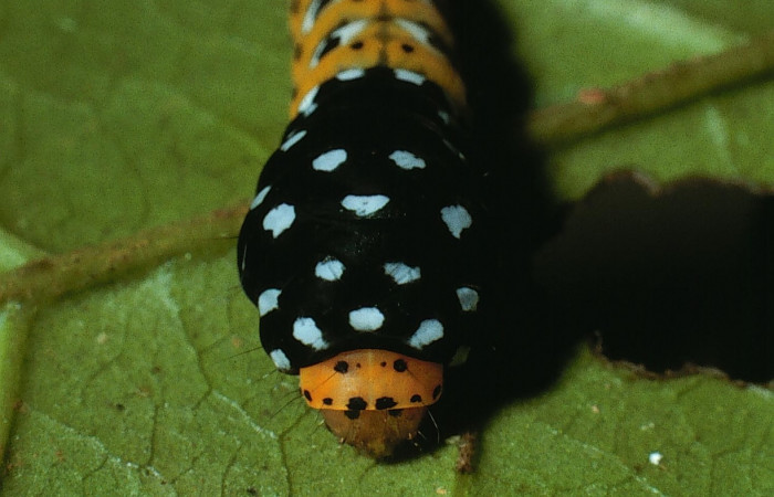 Figura 4. Vista de la cabeza <i>Ethmia scythropa</i></i> (Depressariidae). (03-SRNP-15005-DHJ76664) 