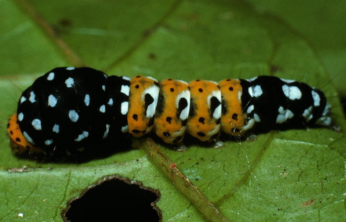 Figura 2. Larva de <i>Ethmia scythropa</i></i> (Depressariidae) en último estadío.
(03-SRNP-15005-DHJ76666).