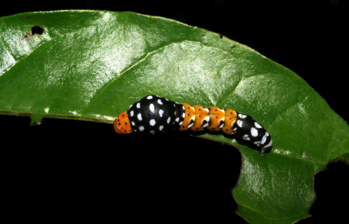 Figura 3. Vista dorsal <i>Ethmia scythropa</i></i> (Depressariidae). (05-SRNP-22066-DHJ403633). 