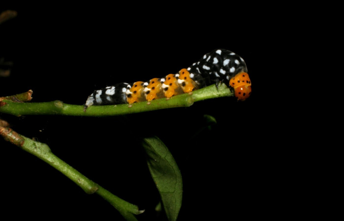 Figura 5. Detalle lateral <i>Ethmia scythropa</i></i> (Depressariidae). (05-SRNP-22066-DHJ403641) 