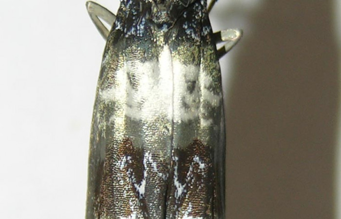Figura 12. Vista dorsal <i>Ethmia scythropa</i></i> (Depressariidae). (05-SRNP-22123-DHJ338832).
