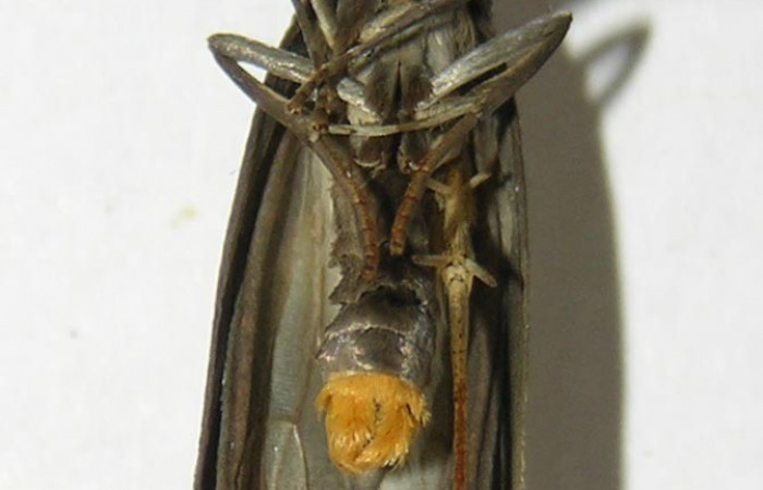 Figura 13. Detalle ventral de <i>Ethmia scythropa</i></i>, (Depressariidae). (05-SRNP-22123-DHJ338833).