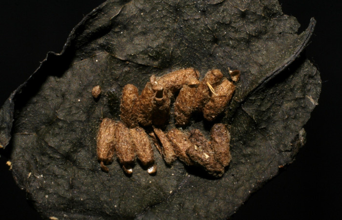 Figura 9. Detalle de exuvias de (Braconidae) Glyptapanteles markshawi en <i>Ethmia scythropa</i></i>, (Depressariidae). (07-SRNP-24093-DHJ448364). 