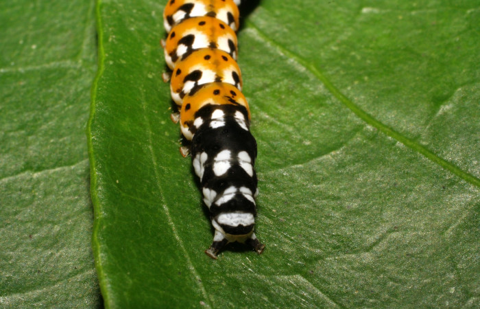 Figura 6. Detalle de cola<i>Ethmia scythropa</i></i> (Depressariidae). (08-SRNP-66007-DHJ447022) 