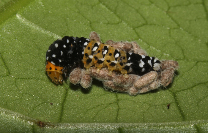Figura 8. Detalle de capullos parásitos (Braconidae) <i>Glyptapanteles markshawi</i></i> en <i>Ethmia scythropa</i></i>, (Depressariidae) Braconidae.  (15-SRNP-32330-DHJ729084).