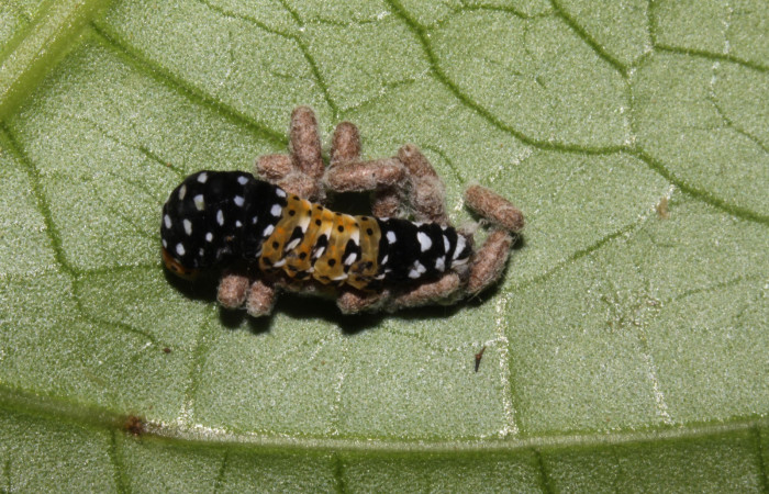 Figura 7. Detalle de capullos parásitos (Braconidae) <i>Glyptapanteles markshawi</i></i> en ]i]Ethmia scythropa</i>, (Depressariidae). (15-SRNP-32330-DHJ729086).