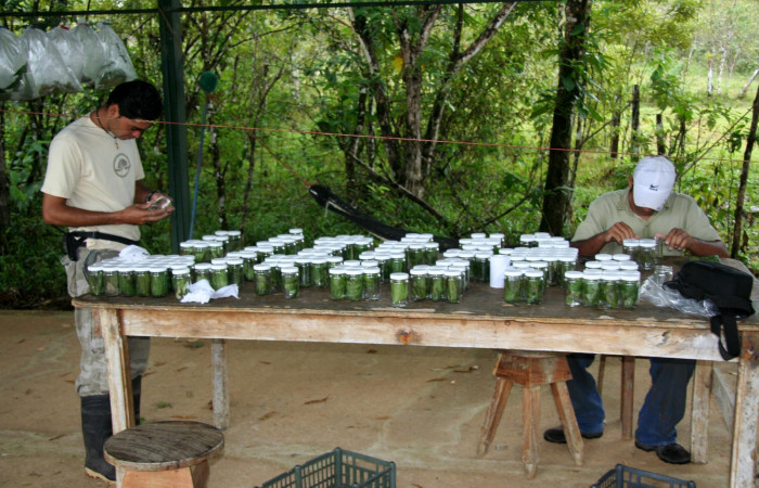 Fig 1. Muestra de crianza de larvas de mariposa en Estación Biológica Caribe, su crianza es en vasos  porque el tamaño es pequeño. <i>Ethmia scythropa</i></i> (Depressariidae).