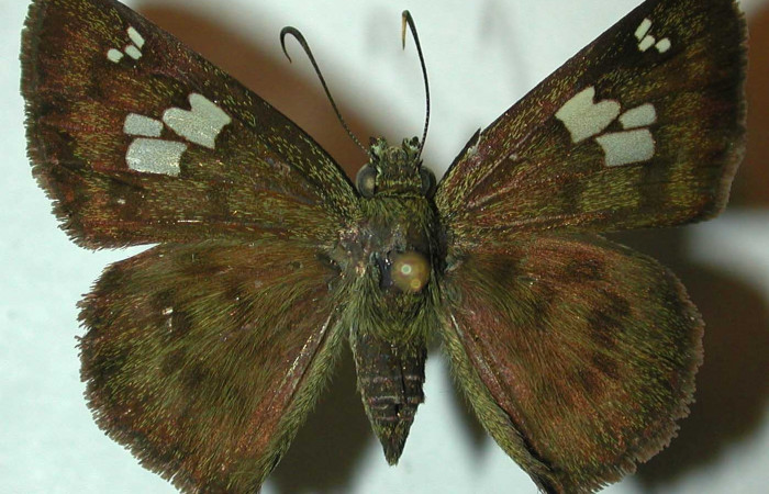 Fig.10 Adulto <i>Telemiades antiope</i></i> mostrando la parte dorsal, hembra. Voucher: 99-SRNP-2548-DHJ32092.jpg