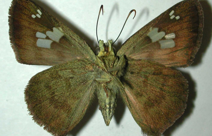 Fig.11 Adulto <i>Telemiades antiope</i></i> mostrando la parte ventral, hembra. Voucher: 99-SRNP-2548-DHJ32093.jpg