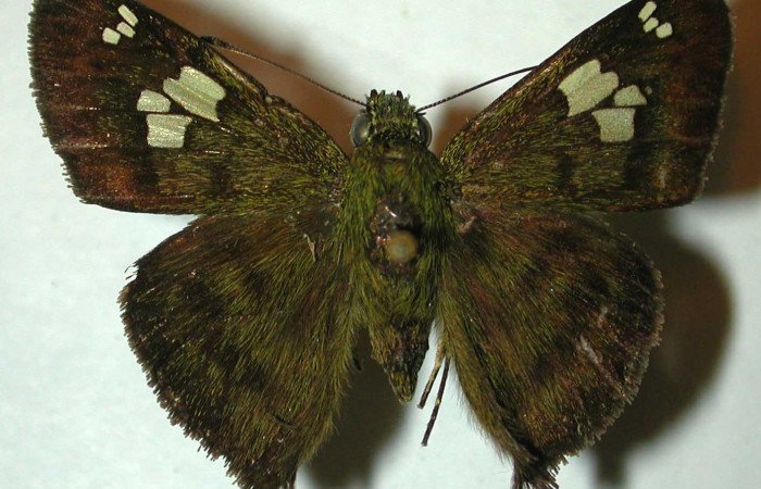 Fig.12 Adulto <i>Telemiades antiope</i></i> mostrando la parte dorsal,  macho. Voucher: 99-SRNP-12102-DHJ32090.jpg