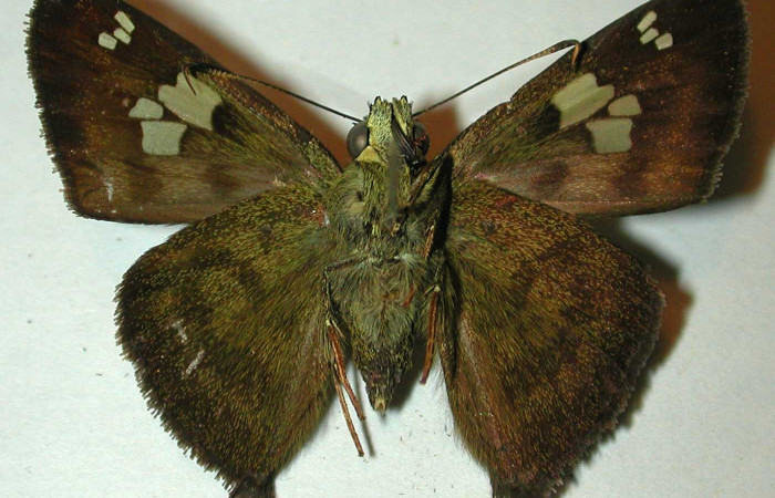 Fig.13 Adulto <i>Telemiades antiope</i></i> mostrando la parte ventral,  macho. Voucher: 99-SRNP-12102-DHJ32091.jpg