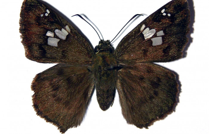 Fig.14 Adulto de <i>Telemiades fides</i></i> mostrando la parte dorsal , macho.  Voucher: 02-SRNP-2194-DHJ98124.jpg
