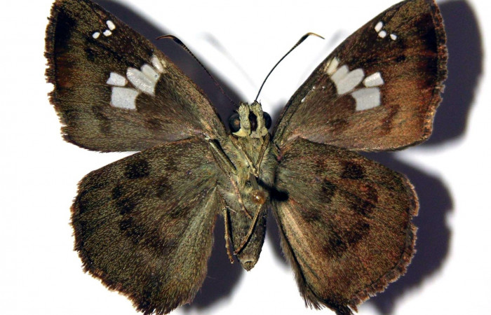 Fig.15 Adulto de <i>Telemiades fides</i></i> mostrando la parte ventral, macho. Voucher: 02-SRNP-2194-DHJ98125.jpg
