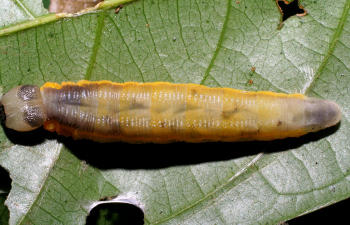 Fig.16  Larva de <i>Telemiades antiope</i></i> último estadío , mostrando cuerpo entero  con larvitas  que se notan a traves de la cutícula.  Voucher:  05-SRNP-34336-DHJ424284.jpg