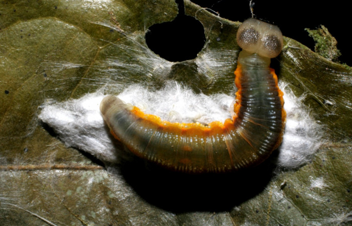 Fig.17   Larva de <i>Telemiades antiope</i></i> último estadío , mostrando cuerpo entero  mostrando actitud de larva. Capullo de <i>Apanteles</i></i>   Voucher:  07-SRNP-42649-DHJ434798.jpg