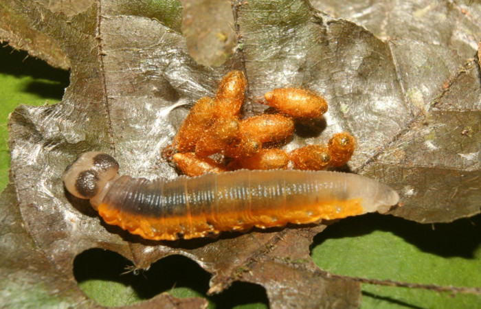 Fig.18   Larva de <i>Telemiades antiope</i></i> último estadío , mostrando cuerpo entero  mostrando actitud de larva. Capullo de <i>Meteorus</i></i>   Voucher: 13-SRNP-71812-DHJ703454.jpg
