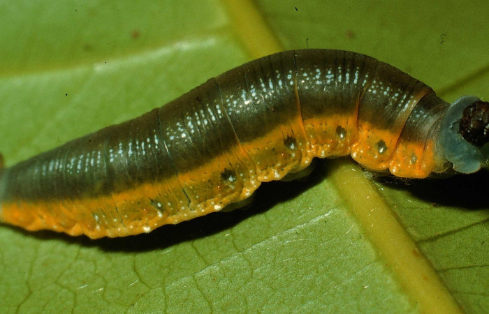 Fig.1  Larva <i>Telemiades antiope</i></i> último estadío  vista lateral, mostrando cuerpo entero.  Voucher: 995-SRNP-844-DHJ22316.jpg