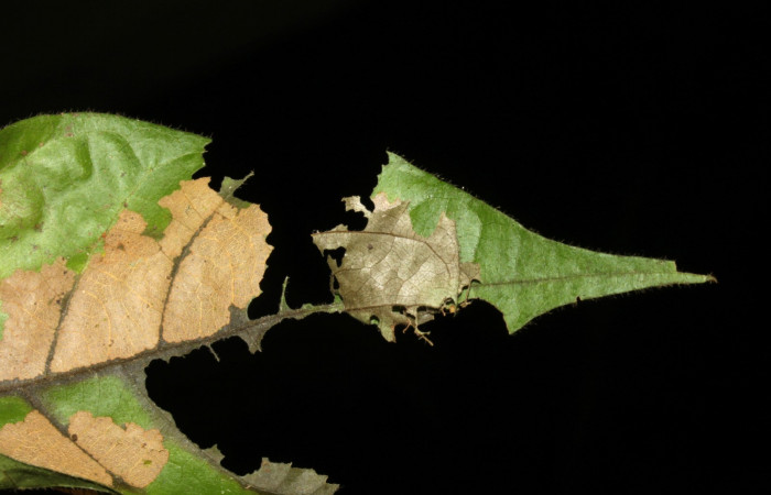 Fig.2  Casita <i>Telemiades antiope</i></i> segundo estadio en <i>Inga oerstediana</i></i>, Voucher: 15-SRNP-31461-DHJ728361.jpg