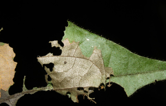 Fig. 3 Larva <i>Telemiades antiope</i></i> tercer estadío ,mostrando forma de casita Voucher: 15-SRNP-31206-DHJ728165.jpg