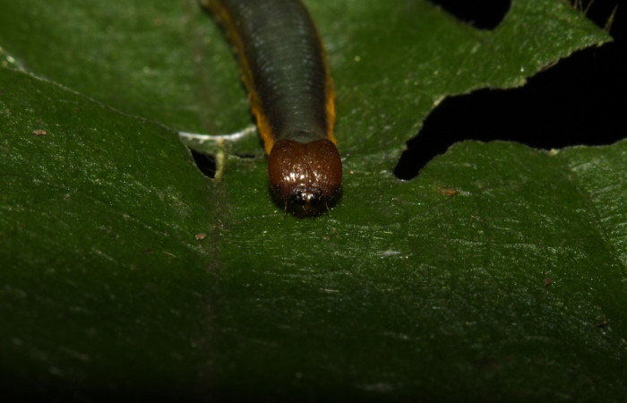 Fig.4  Larva <i>Telemiades antiope</i></i> tercer estadío vista frontal.  Voucher: 15-SRNP-31461-DHJ728366.jpg