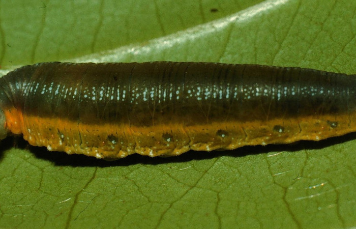 Fig.7  Larva <i>Telemiades antiope</i></i> último,  estadío  vista lateral.  Voucher: 95-SRNP-844-DHJ22322.jpg