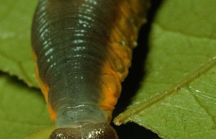 Larva <i>Telemiades antiope</i></i> último estadío  vista frontal, mostrando ojos falsos.  Voucher: 95-SRNP-844-DHJ22320.jpg