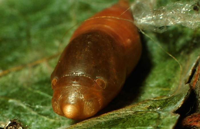 Fig.8  Pupa <i>Telemiades antiope</i></i> mostrando la parte frontal.  Voucher: 01-SRNP-2271-DHJ60159.jpg