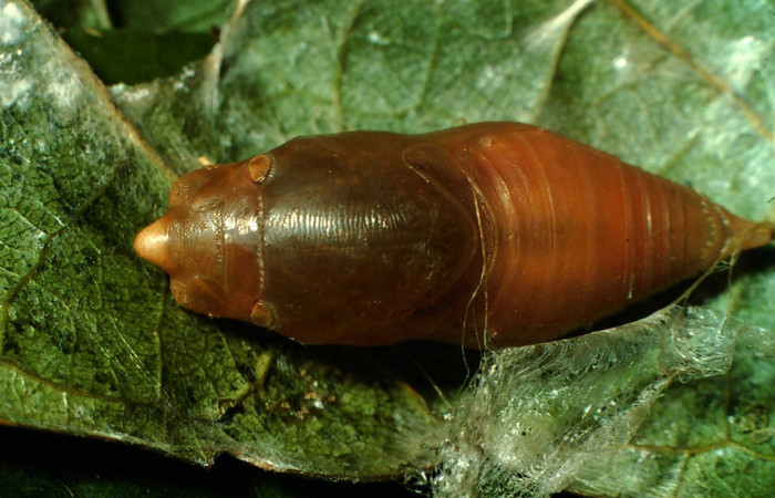 Fig.9  Pupa <i>Telemiades antiope</i></i> mostrando la parte dorsal.  Voucher: 01-SRNP-2271-DHJ60163.jpg