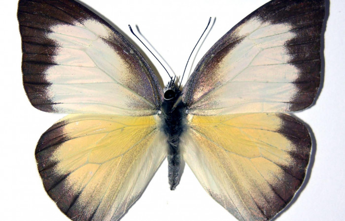 Fig.1. Adulto de <i>Glutophrissa tenuis</i></i>. Hembra 54mm de longitud vista dorsal. Voucher : 04-SRNP-22686-DHJ98240.jpg.