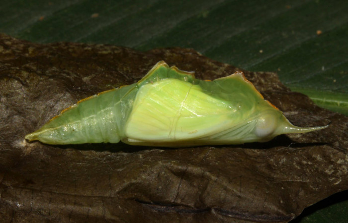 Fig.11. Pupa de<i> Glutophrissa tenuis</i></i>. Mide 29mm de longitud. Voucher : 13-SRNP-30654-DHJ700827.jpg.
