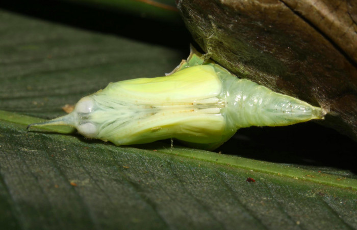 Fig.12. Mostrando pupa en pocisión ventral de <i>Glutophrissa tenuis</i></i>. Mide 29mm de longitud. Voucher : 13-SRNP-30654-DHJ700824.jpg.