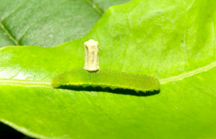 Fig.13. Mostrando parásito de <i>Eurema boisduvaliana</i></i>. Voucher : 17-SRNP-70952-DHJ737487.jpg.